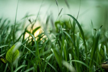Çimlerin arkasında birçok çeşit yeşil çimen ve gündoğumu vardır. Güneşin doğuşundan hemen önce ya da gün doğumundan hemen önce sabah erkenden ayrılır.