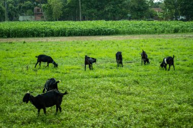 Birçok keçi köydeki yeşil çimlerde otluyor ve arkadaki yeşil ağaçlarda.