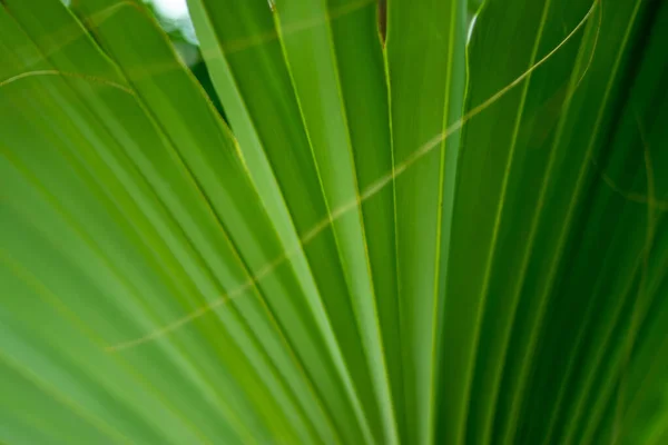 Селі Чудове Мистецтво Ручний Вентилятор Зелений Пальмового Листя — стокове фото
