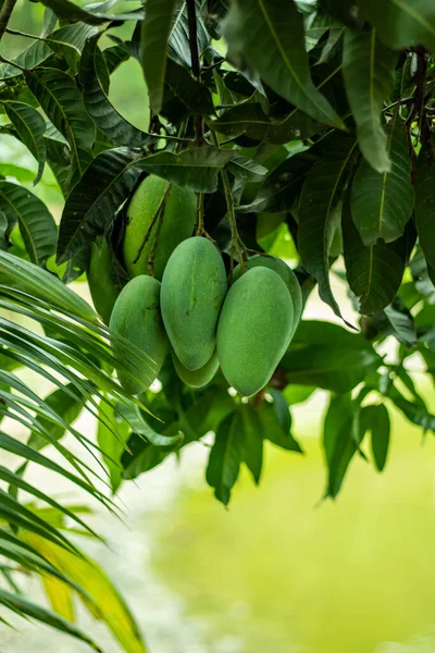 Zöld Nyers Savanyú Édes Mangó Egyik Legegészségesebb Gyümölcs Amit Kipróbálhatsz — Stock Fotó