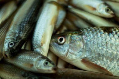 Küçük Kızartma Balığı çok kolay bulunabilecek en yaygın balıktır.