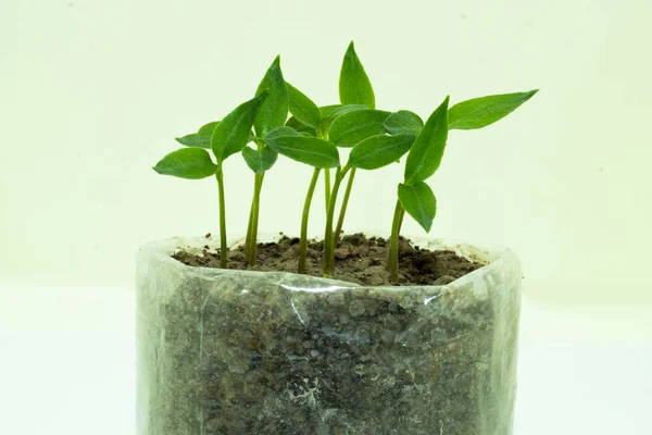 種子からのコショウの苗は 家の中で小さなプランテーションを作っているポリチレン袋に成長しています — ストック写真