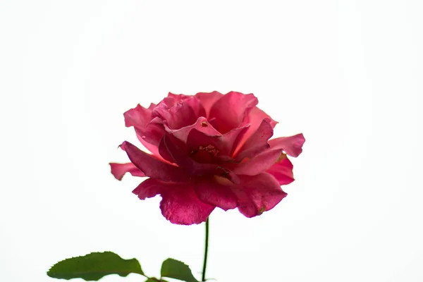 Soft Pastel Pink Rose Would Make Lovely Addition Any Wedding — Stock Photo, Image