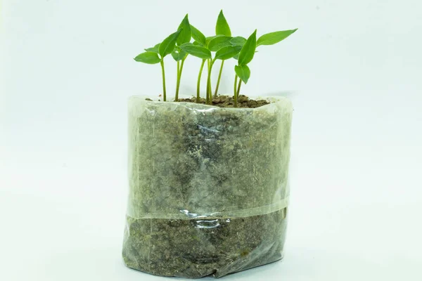 另一种植树的方法是用一个聚乙烯袋 种子中的胡椒粉在家庭的苗圃中生长在被做成小种植园的聚乙烯袋中 — 图库照片#