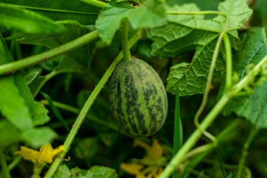 Karpuz tatlı ve ferahlatıcı düşük kalorili yaz atıştırmalığıdır. Hidrasyon ve vitaminler, mineraller ve daha fazlası gibi temel besinleri sağlar.