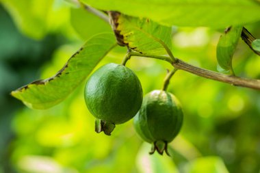 Yeşil Guava birçok tropikal ve subtropikal bölgede yetişen yaygın bir tropikal meyvedir. Psidyum guajava, mersin ağacında Meksika 'ya özgü küçük bir ağaçtır.