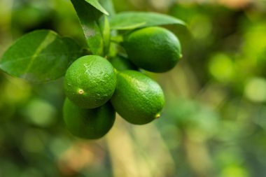 Tohumsuz limonlar tohum üretmeyen doğal bir hibrit stoktan yetiştirilir.