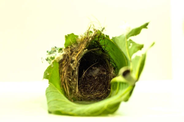 Bird Nest Place Bird Lays Its Eggs Raises Its Young — Stock Photo, Image