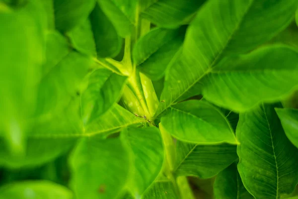 Efy Elefante Pie Ñame Hoja Amorphophallus Uno Los Cultivos Tubérculos — Foto de Stock