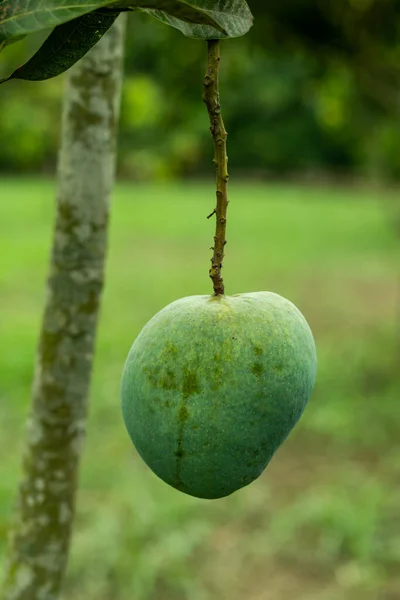 Egy Nyers Mangó Mangók Édes Savanyú Gyümölcsök Amelyek Számos Lehetséges — Stock Fotó