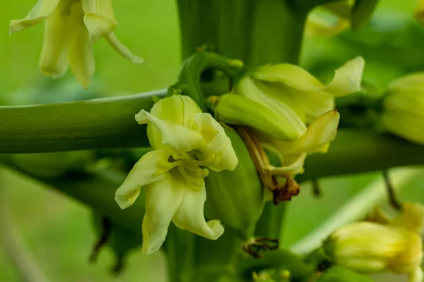 Fiori Papaya Sono Profumati Hanno Cinque Petali Bianco Crema Giallo — Foto Stock