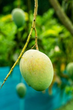 Lezzetli ve sulu bir meyve. Bu da ortasında büyük bir tohum olduğu anlamına gelir. Mango Hindistan ve Güneydoğu Asya 'ya özgüdür, ve insanlar bunu....