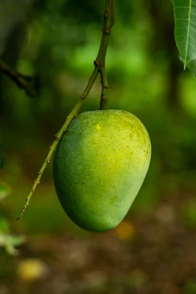 Mangó Széles Körben Termesztett Gyümölcs Trópusi Szubtrópusi Országokban Világon Mangó — Stock Fotó