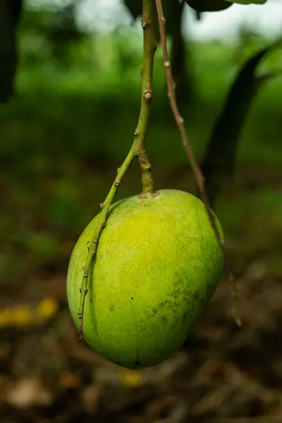 Mangó Széles Körben Termesztett Gyümölcs Trópusi Szubtrópusi Országokban Világon Mango — Stock Fotó