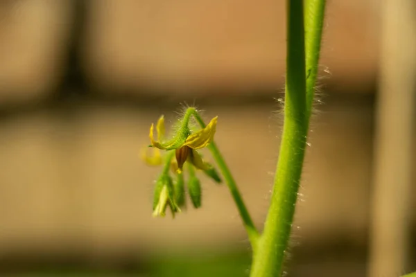 Aparecimento Das Flores Amarelas Tomate Indica Que Planta Começou Processo — Fotografia de Stock