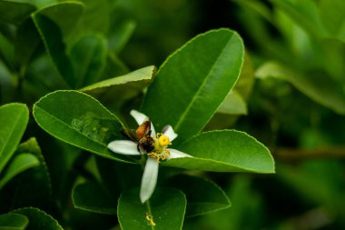 Kaynayan bir limon çiçeğinin üzerinde oturan bir arı bal topluyor. Limon çiçekleri genellikle beyaz renklidir.