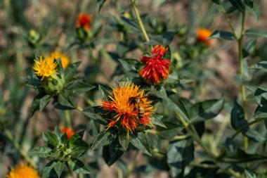 Bir arı Honye topladı. Genç bal arılarının farengeal bezleri ve kraliçe arıları beslemek için kullanılır. Diğer isimler Amerikan safranı, Azafran, piç safranı, benibana, boyacı.
