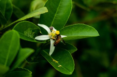 Bal toplayan bir arıda oturan çekirdeksiz bir limon çiçeği. Limon çiçekleri genellikle beyaz renklidir.