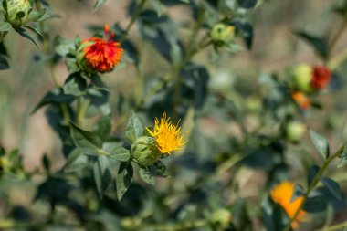 Sahte Safran, Safran, Amerikan Safronu, Dyer 's Saffron, Sahte Safran, Saffron Thistle, Piç Safran, Rouge Bitkisi, Safra yağı Bitkisi