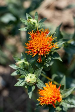 Dyer 'in Saffron Carthamus tinctorius' u. Carthamus tinctorius, yüksek dallı, otçul, devedikeni benzeri yıllık bir bitkidir. Bu bir Rouge Bitkisi ya da Safflower Petrol Fabrikası..
