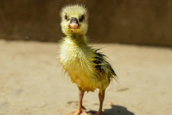 Baby Duck Standing Sun Taking Bath Swan King Hash Bird — Stock Photo, Image