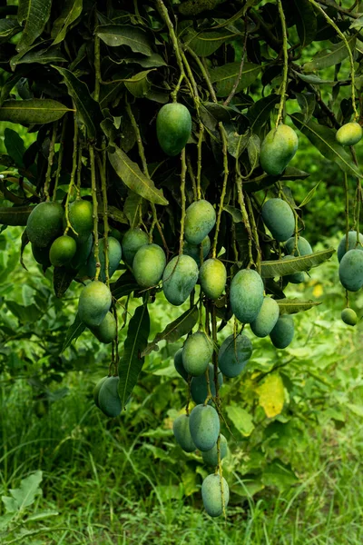 Health Benefits Of Mangoes Mangoes may improve immunity reduce the risk of different types of cancer enhance digestive health reduce the risk