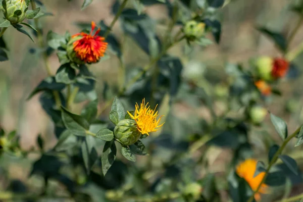 Sahte Safran, Safran, Amerikan Safronu, Dyer 's Saffron, Sahte Safran, Saffron Thistle, Piç Safran, Rouge Bitkisi, Safra yağı Bitkisi