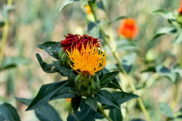 Dyer 's-safran, Safflower, Sahte safran, Dyer' s Saffron, Sahte Safran, Papağan tohumu, Distaff devedikeni, Saffron devedikeni, Piç safranı