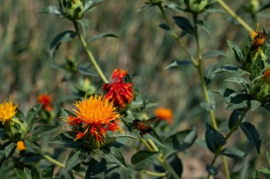 Arılar bir Suffron çiçeğinin üzerinde oturur ve bal toplarlar. Bu çiçek genellikle bal ekimi için ekilir. Safranın diğer tanınmış isimleri Zaffer Sahte Safran ve Dyer 'in Safranı..
