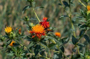 Arılar safran çiçeklerinin üzerinde oturup bal topluyor. Bu çiçek genellikle bal ekimi için ekilir ve tahılları kuşları beslemek için bilinir.