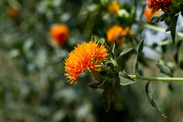 Distel Carthamus Tinctorius Ist Eine Stark Verzweigte Krautige Distelartige Einjährige — Stockfoto