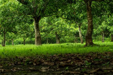 Mango çiftçiliği Hindistan 'ın önde gelen meyve çiftçiliğidir ve meyvelerin kralı olarak kabul edilir.