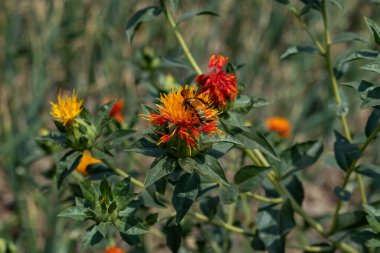 Üç farklı renkte çiçek var. Arılar safran çiçeklerinin üzerinde oturup bal topluyor. Bu çiçek genellikle bal ekimi için ekilir ve tahılları kuşları beslemek için bilinir..