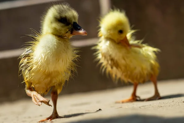 Baby Pair Swans Swans Raj Hash Birds Family Anatidae Meat — Stock Photo, Image