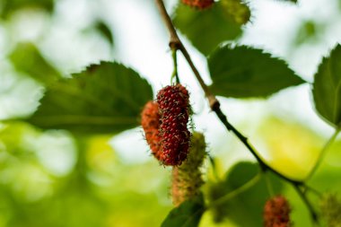 İpek böceği, Rus dutu, Beyaz dut veya Morus alba bitkisel ilaç olarak kullanıldığında Mori yaprağı olarak da bilinir ve hızlı büyüyen bir meyve bitkisidir..
