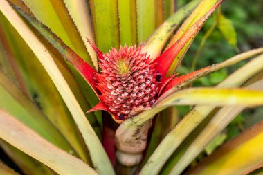 Ananas ya da ananas karışımı sulu kokulu ve lezzetli tropikal meyvelerdir. Ananas meyvesi aslında kökün etrafında oluşan karmaşık bir çiçek başlığıdır.
