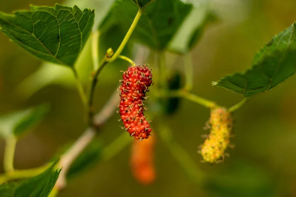 뽕나무 White Mulberry Morus Alba 중국에서 자생하는 나무이다 열매는 블랙베리와 — 스톡 사진