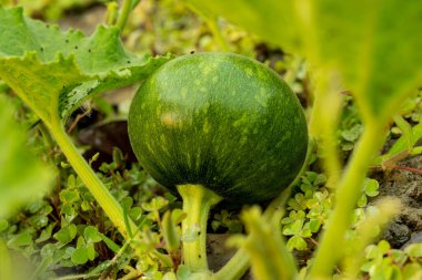Olgunlaşmamış ya da hala büyümekte olan yeşil balkabakları, Cucurbita, kabak yeşili kabuklar, yuvarlak şekilli. Yeşil balkabakları yuvarlaktır. Hafif tırtıklı, koyu yeşil derili.
