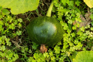 Yeşil balkabakları aslında olgunlaşmamış. Asma yeşil balkabakları, kabak, kabak yeşil kabakları ve meyvelerin üzerinde meşe palamudu şeklinde yetişiyor.