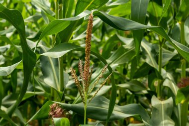 Mısır ya da mısır tek cinsiyetli bir bitkidir, yani, cinsiyetler farklı erkek çiçeklerine, dişi çiçeklere ve erkek çiçeklere dayanma gücüne sahiptir..
