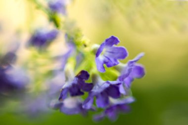Duranta erecta veya Golden Dewdrops, Amerika 'da yetişen bir çiçektir. Kentsel parklarda ve bahçelerde sıkça görülür ve sık sık çalılara takılır.