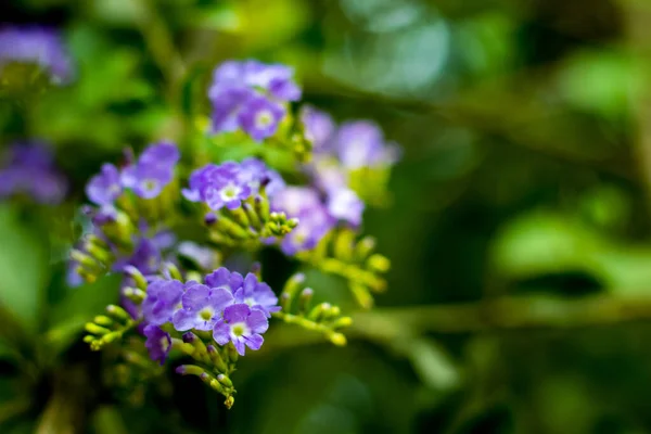 Golden Dewdrop Duranta Erecta Grows Fast Little Wild Frilly Purple — Stock Photo, Image