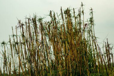 Bu bambu çitlere ve canlı çitlere uygundur. Çünkü kökler ve yapraklar etkin bir bariyer oluşturan yoğun bir büyüme oluşturur..