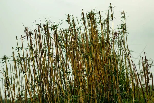 Bu bambu çitlere ve canlı çitlere uygundur. Çünkü kökler ve yapraklar etkin bir bariyer oluşturan yoğun bir büyüme oluşturur..