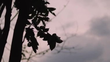Ağacın yeşil yaprakları sürekli rüzgarda sallanıyor.