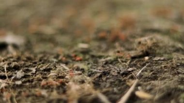 Karıncalar karada ve kolonilerinde birlikte yaşarlar.