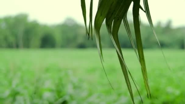 Palm Leaves Swaying Wind Front Jute Field — Stockvideo