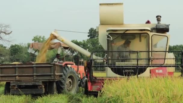将稻谷与稻田和稻谷分开的工作正在进行 — 图库视频影像