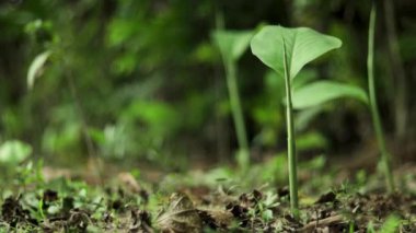 Zerdeçal, Curcuma longa 'nın kurutulmuş rizomudur.