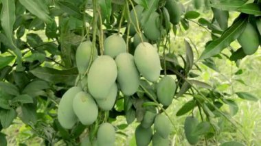 Çiğ mangolar aynı zamanda yeşil mango veya ekşi olarak da bilinir. Video görüntüleri